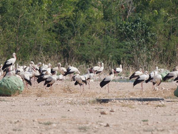 White stork (Ciconia ciconia)